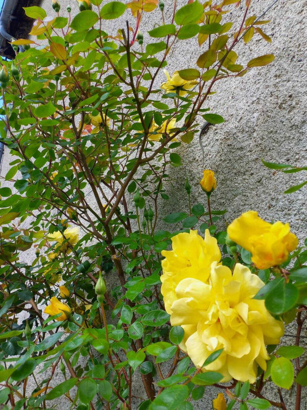 photo 39